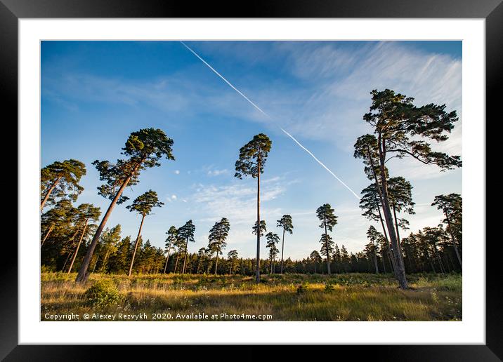 Tall pines on blue sky Framed Mounted Print by Alexey Rezvykh