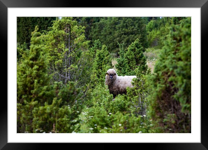 Longwood sheep (lamb) in juniper shaw Framed Mounted Print by Alexey Rezvykh