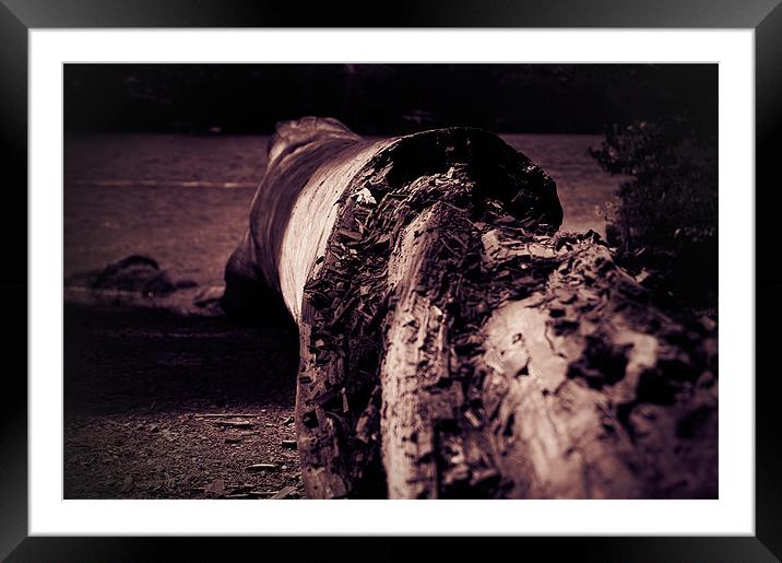 The Log  Framed Mounted Print by Justin Oickle