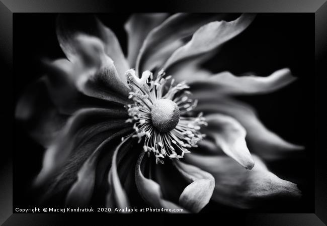 Black and white anemone flower  Framed Print by Maciej Kondratiuk