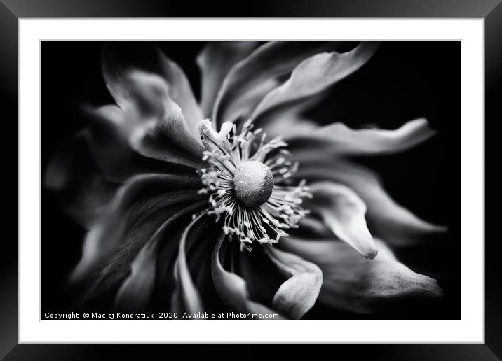 Black and white anemone flower  Framed Mounted Print by Maciej Kondratiuk