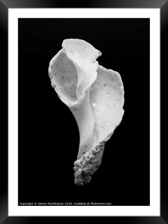 Sea Shell Framed Mounted Print by Simon Pocklington