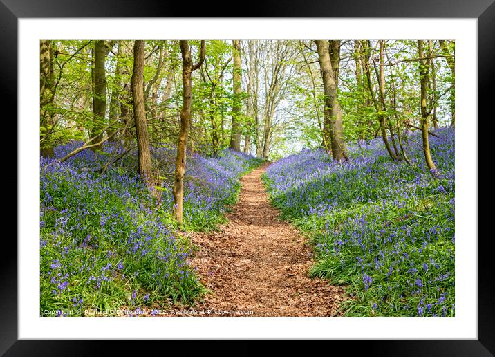 Bluebell Wood Framed Mounted Print by Richard O'Donoghue