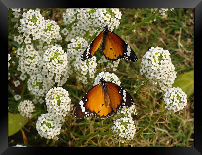 Two butterflies on a white flower...  Framed Print by Ankit Mahindroo