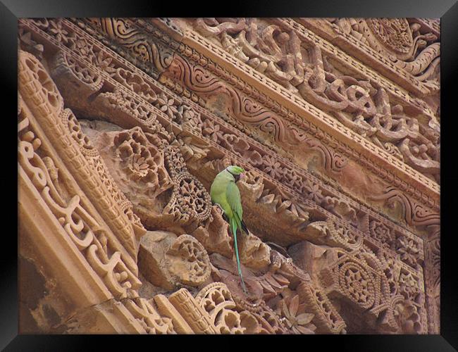 A parrot on top of a beautiful monument  Framed Print by Ankit Mahindroo