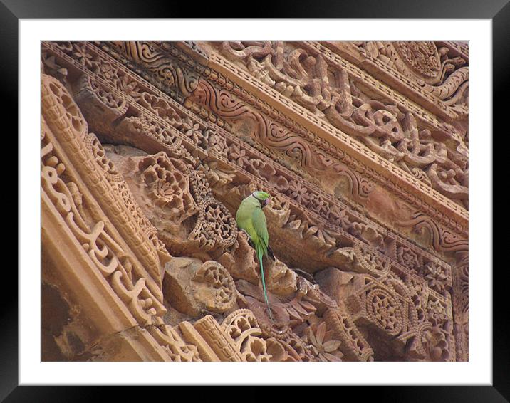 A parrot on top of a beautiful monument  Framed Mounted Print by Ankit Mahindroo