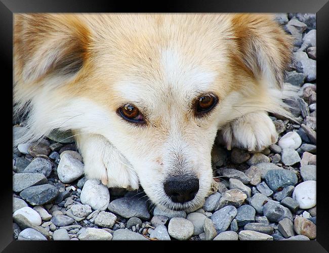 Cute & Innocent Eyes Framed Print by Ankit Mahindroo