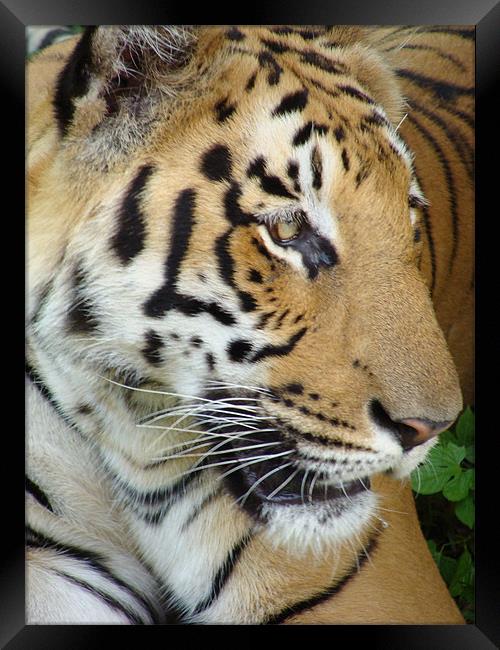 Tiger - a closeup view Framed Print by Ankit Mahindroo