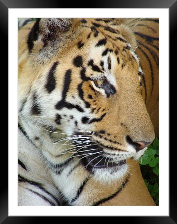 Tiger - a closeup view Framed Mounted Print by Ankit Mahindroo