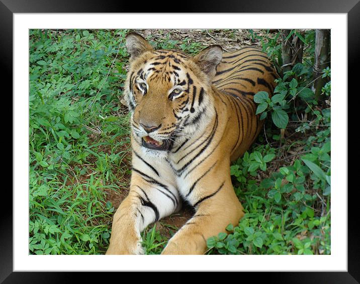 A relaxing tiger Framed Mounted Print by Ankit Mahindroo