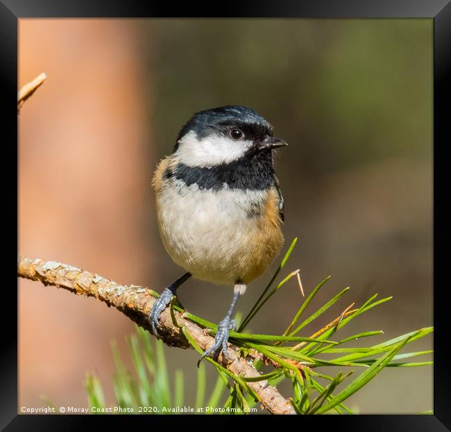 Coal-Tit Framed Print by jotrphoto.crd. 