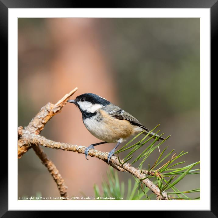 Coal-Tit Framed Mounted Print by jotrphoto.crd. 