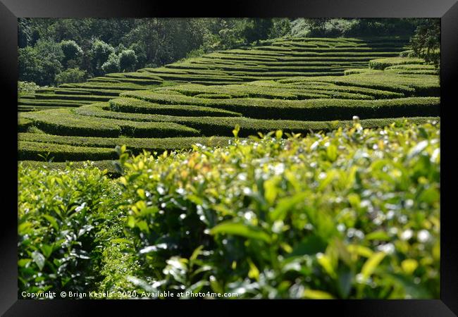 Wandering through the tea plantation Framed Print by Brian Kegels