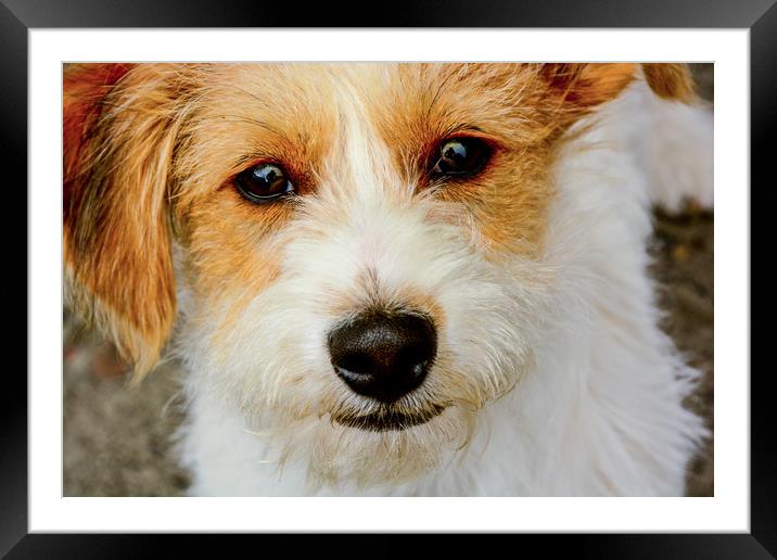 The  wee Dog Framed Mounted Print by Scott Ian Thomson