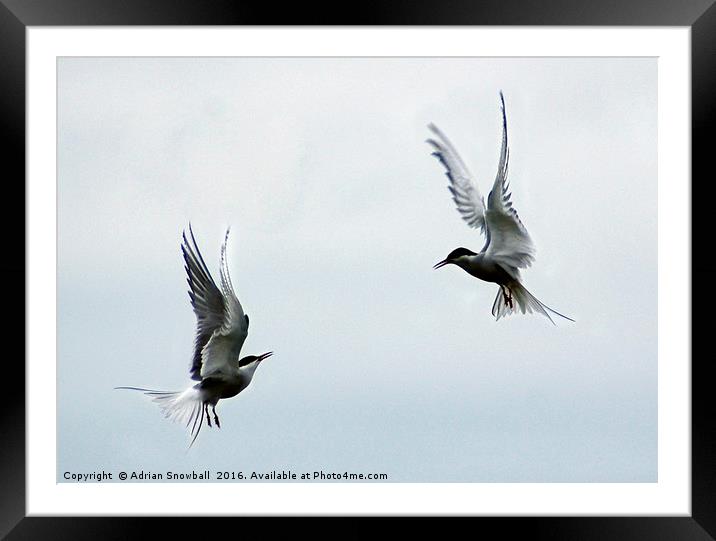 Two terns Framed Mounted Print by Adrian Snowball