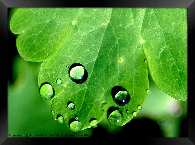 Aquilegia leaf and rain drops Framed Print by Adrian Snowball