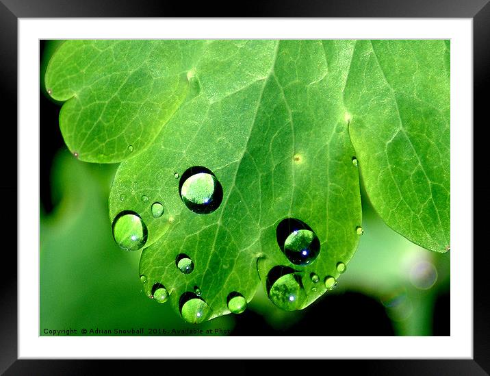 Aquilegia leaf and rain drops Framed Mounted Print by Adrian Snowball