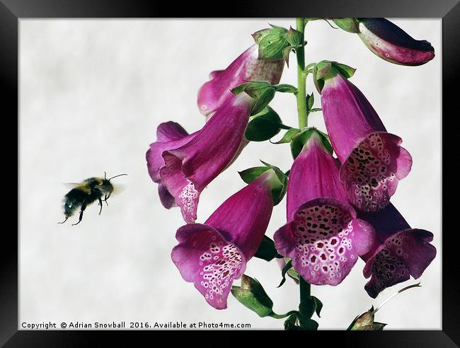 Bee and Foxglove Framed Print by Adrian Snowball