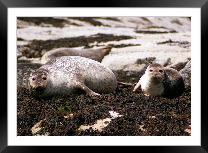 Common seal and pup Framed Mounted Print by Adrian Snowball