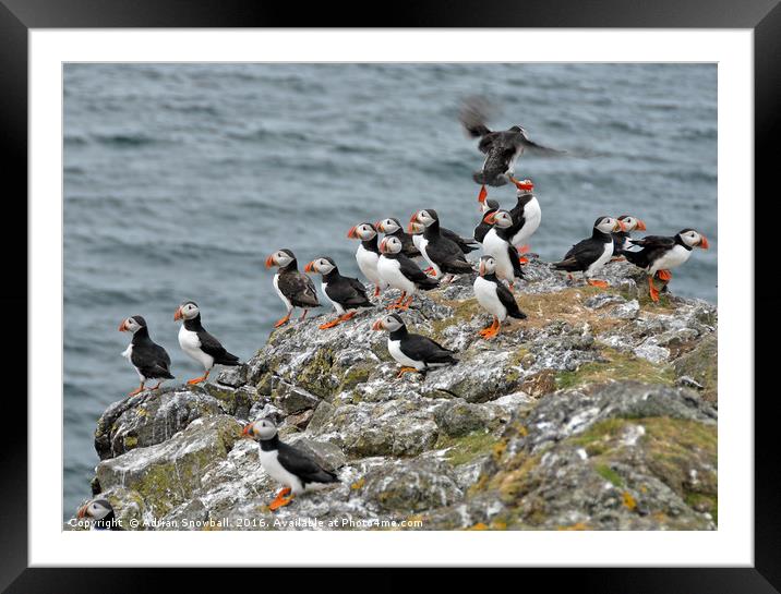 Puffins Framed Mounted Print by Adrian Snowball