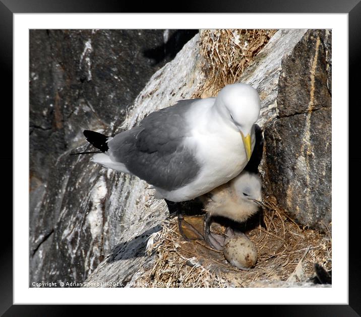 Kittiwake and chick Framed Mounted Print by Adrian Snowball