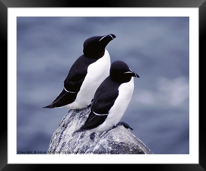 Two Razorbills Framed Mounted Print by Adrian Snowball