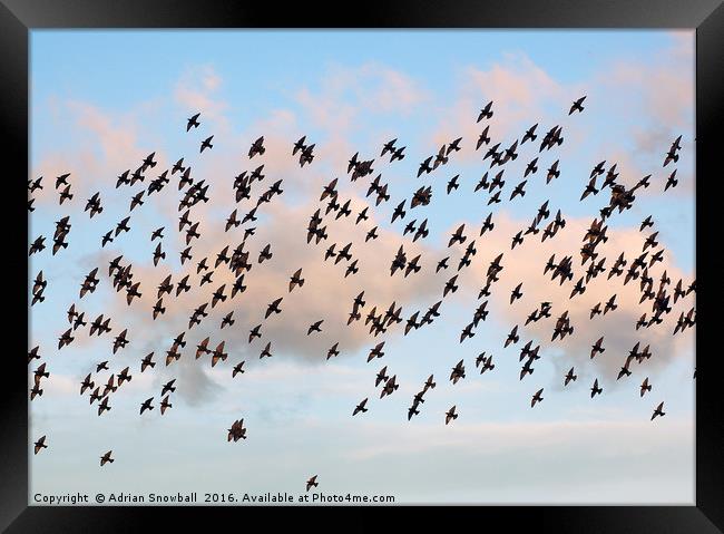 A murmuration of starlings Framed Print by Adrian Snowball
