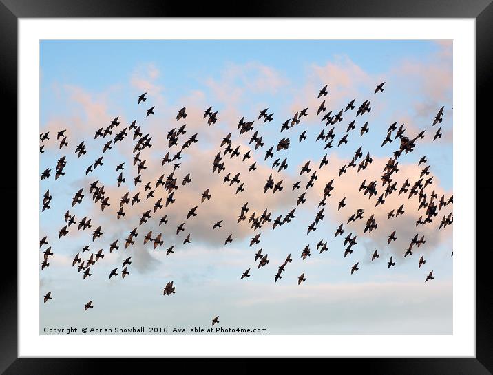 A murmuration of starlings Framed Mounted Print by Adrian Snowball