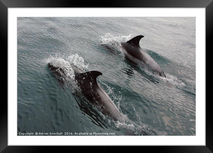 Two Dolphins Framed Mounted Print by Adrian Snowball