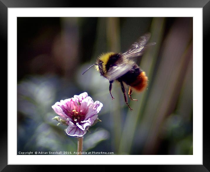 Bee and Erodium flower Framed Mounted Print by Adrian Snowball