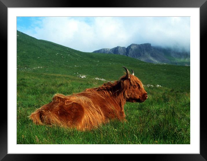 Highland Cow Framed Mounted Print by Adrian Snowball