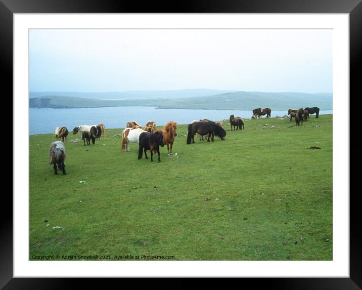 Shetland ponies Framed Mounted Print by Adrian Snowball
