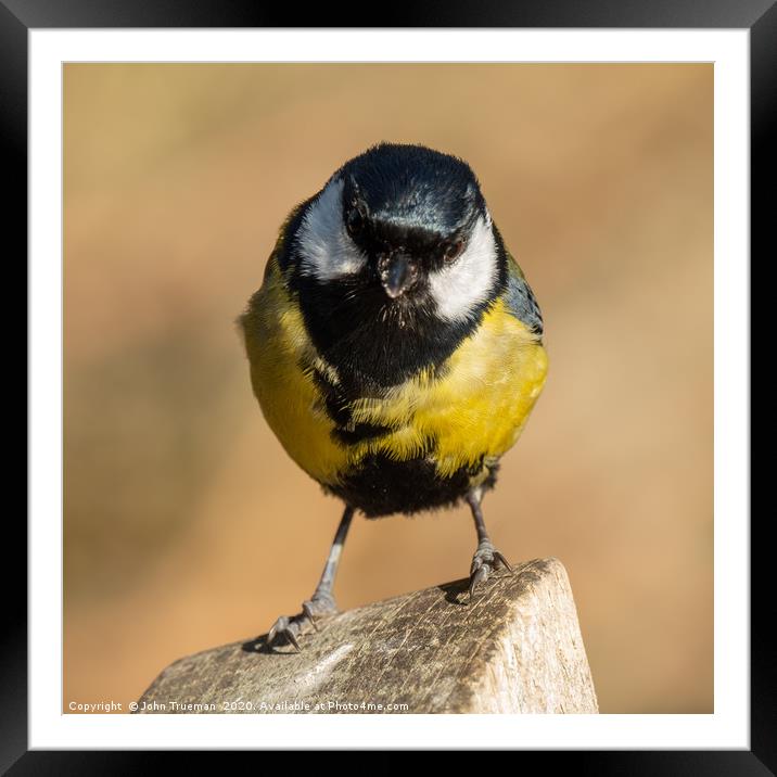 Cairngorm Great Tit Framed Mounted Print by  
