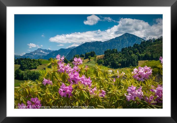 Rhododendrons in The Alps Framed Mounted Print by Viv Thompson