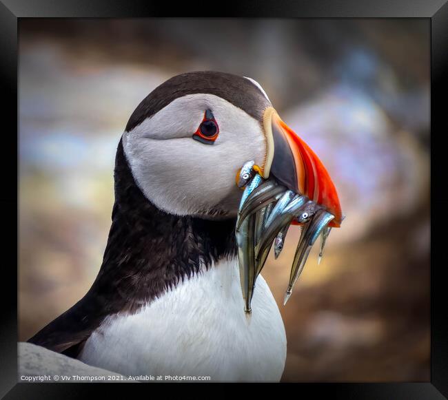 Catch of the Day Framed Print by Viv Thompson
