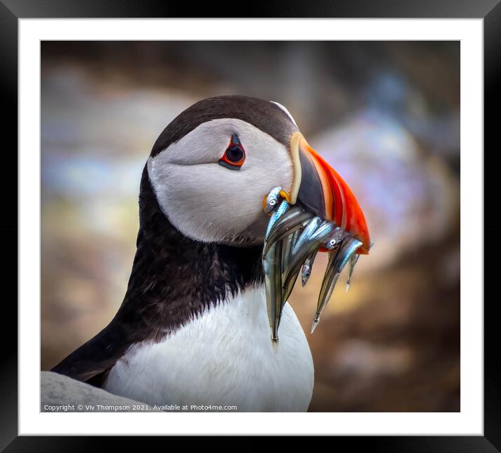 Catch of the Day Framed Mounted Print by Viv Thompson