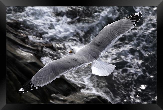 SeaGull  Framed Print by Davide Bressanello