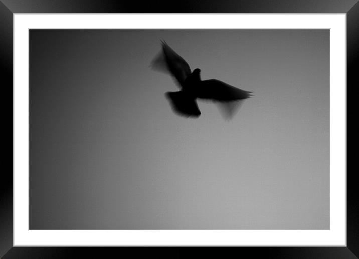 The Fly  Framed Mounted Print by Davide Bressanello
