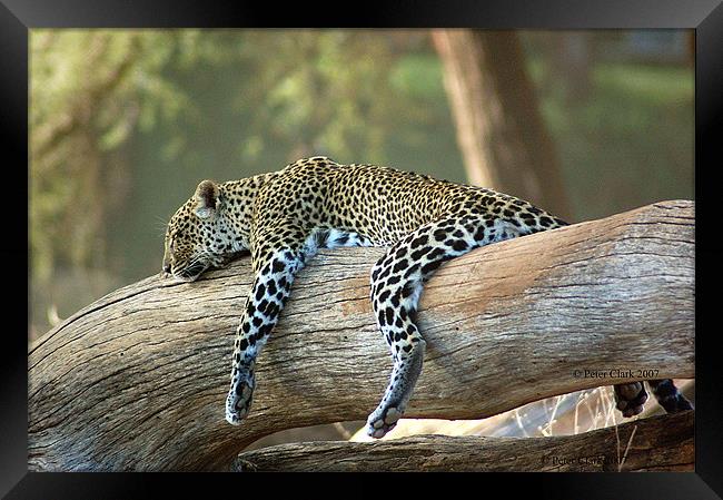 Lazing Leopard  Framed Print by Peter Clark