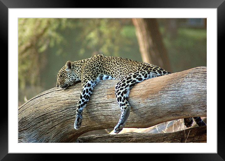 Lazing Leopard  Framed Mounted Print by Peter Clark
