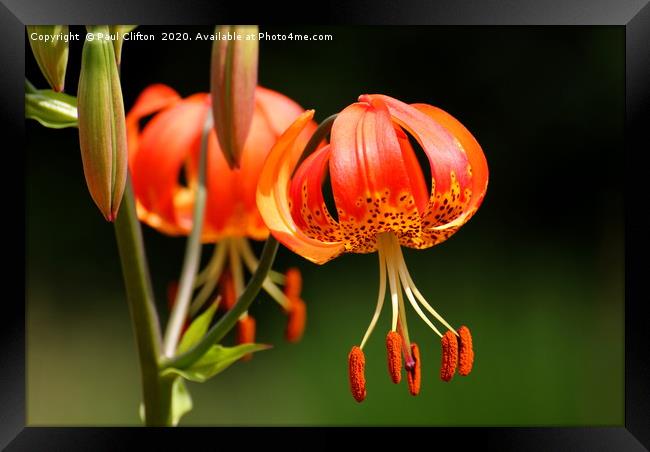 Martagon lily Framed Print by Paul Clifton