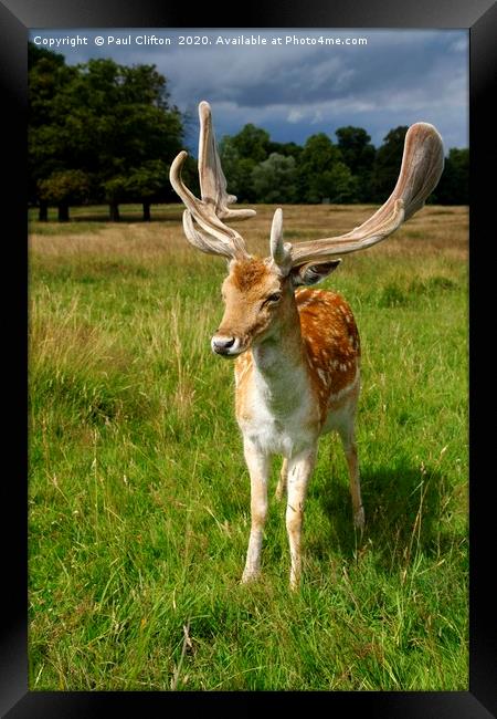 Fallow deer. Framed Print by Paul Clifton