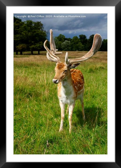 Fallow deer. Framed Mounted Print by Paul Clifton