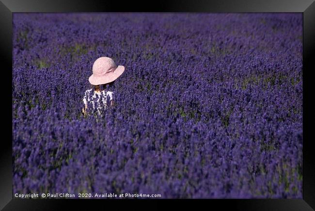 Loving lavender. Framed Print by Paul Clifton
