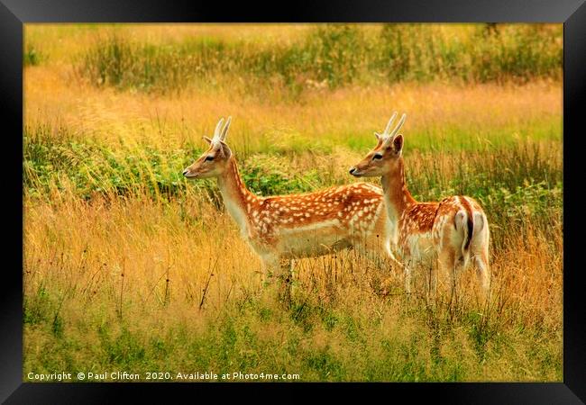 Fallow deer in golden grass. Framed Print by Paul Clifton