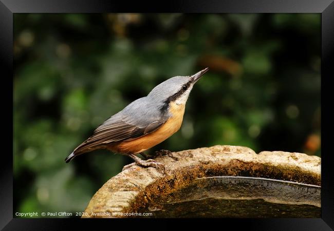Nuthatch taking a drink. Framed Print by Paul Clifton