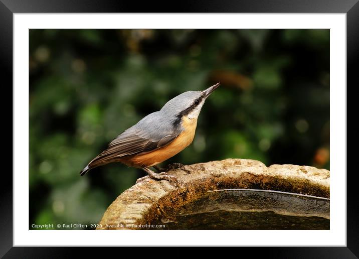Nuthatch taking a drink. Framed Mounted Print by Paul Clifton
