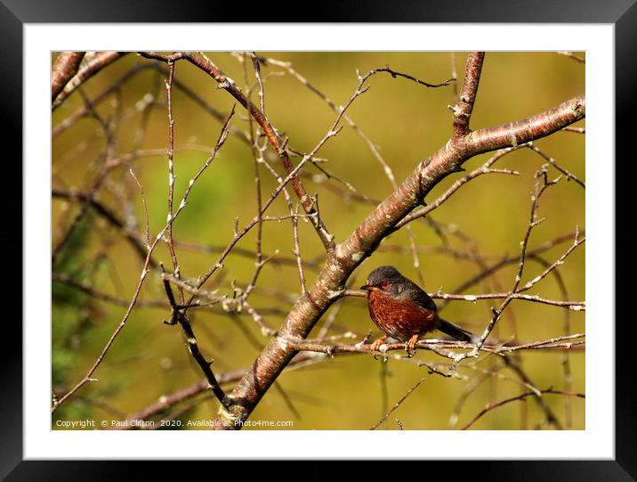 Dartford warbler Framed Mounted Print by Paul Clifton