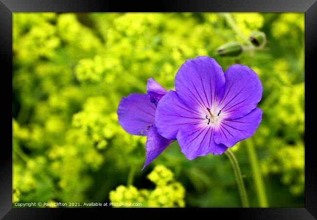 Purple geranium flowers Framed Print by Paul Clifton