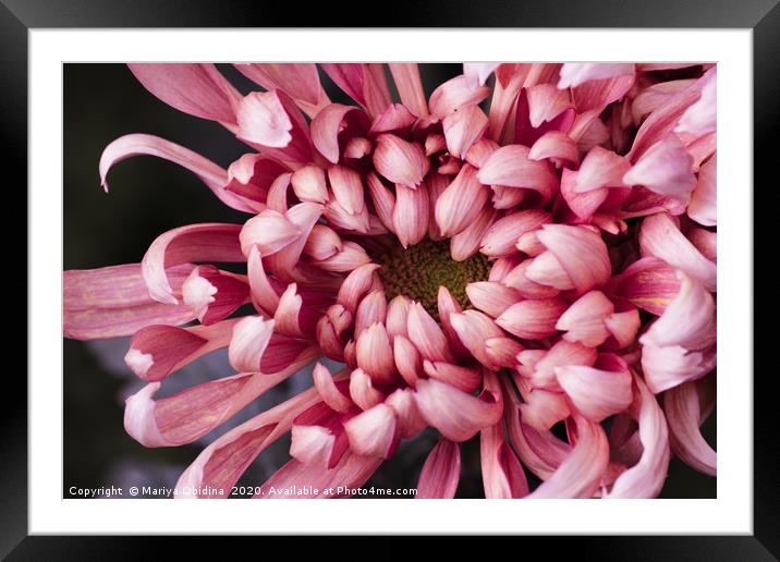 The texture of the flower of pink chrysanthemum Framed Mounted Print by Mariya Obidina